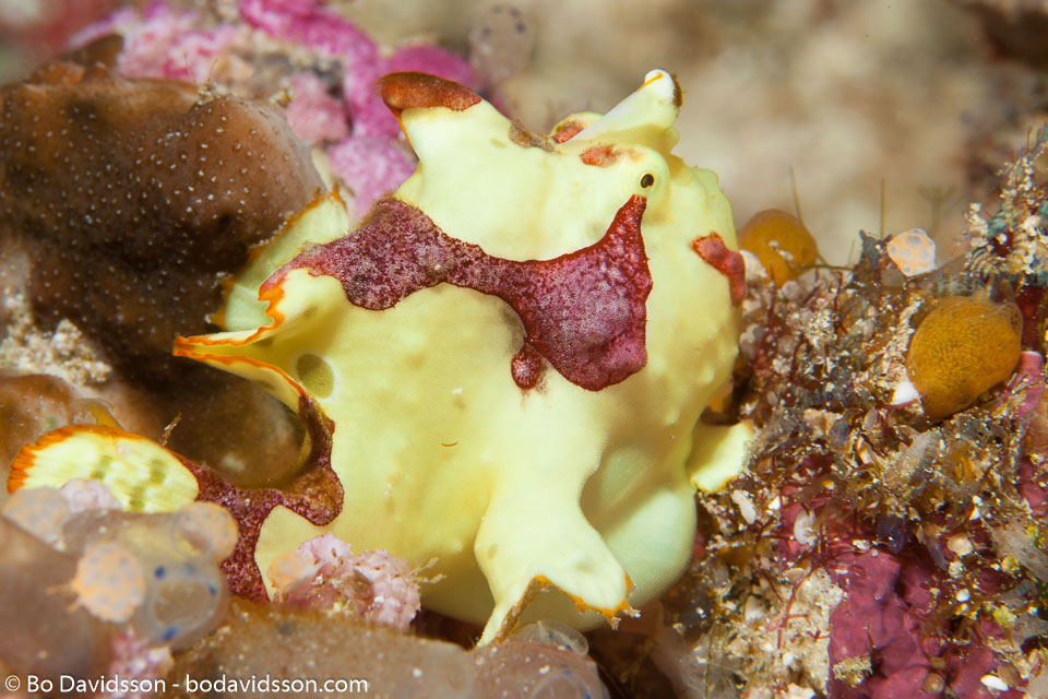 BD-140320-Baiicasag-2759-Antennarius-pictus-(Shaw.-1794)-[Painted-frogfish].jpg